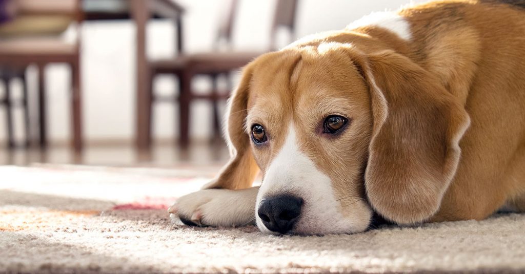 10 Signs Your Dog Is In Pain Vetdc Canine Lymphoma Experts