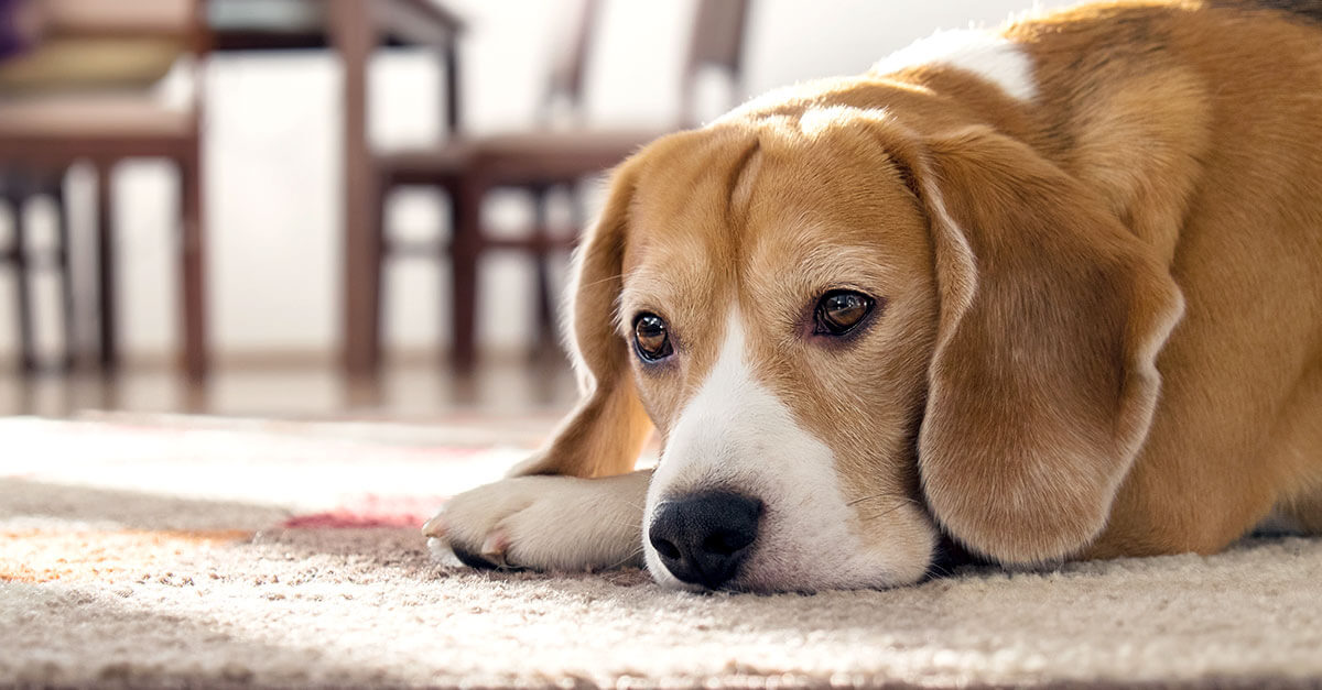 10 Signs Your Dog Is In Pain Vetdc Canine Lymphoma Experts