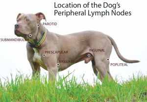 diagram of peripheral lymph nodes