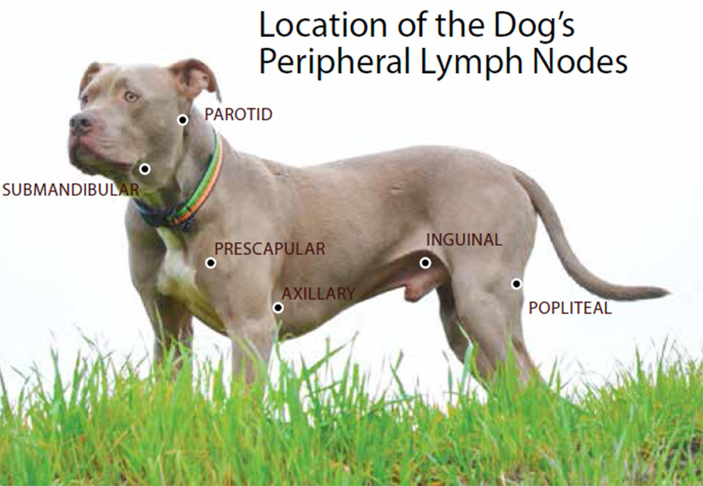 Canine Lymphoma Cancer Treatment For Your Dog Helpful Information On Canine Lymphoma Cancer In Dogs